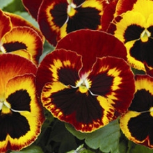 Виола крупноцветковая Маммот Он файр [100 шт] - ООО «Семена Тут»