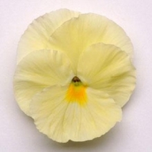 Виола крупноцветковая Матрикс Примроуз [100 шт] - ООО «Семена Тут»