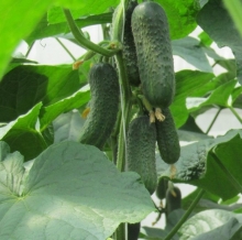 Огурец Беттина F1 - ООО «Семена Тут»