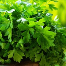 Кориандр Базар - ООО «Семена Тут»