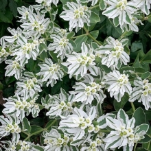 Молочай окаймленный Горные мечты - ООО «Семена Тут»