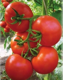 img-1: Томат Океан F1 (инкруст. семена) - ООО «Семена Тут»