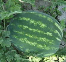 Арбуз Атаман F1 - ООО «Семена Тут»