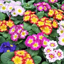 img-1: Примула Данова Метеор Микс [100 шт] - ООО «Семена Тут»