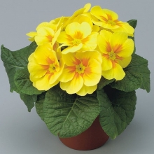 img-1: Примула Данова Еллоу виз Ай [1000 шт] - ООО «Семена Тут»