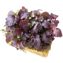 img-1: Перилла кустарниковая Пурпл [10 гр] - ООО «Семена Тут»