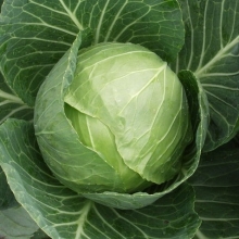 Капуста белокочанная Сир F1 - ООО «Семена Тут»