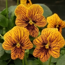 Виола рогатая Тайгер Ай  Еллоу [1000 шт] - ООО «Семена Тут»