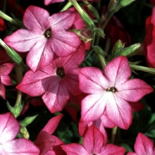 Табак Сандер Авалон Пинк Пикоти [1000 драже] - ООО «Семена Тут»