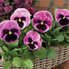 Виола крупноцветковая Маммот Пинк Берри [1000 шт] - ООО «Семена Тут»