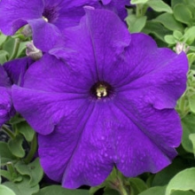 Петуния грандифлора Призм Блю [1000 драже] - ООО «Семена Тут»
