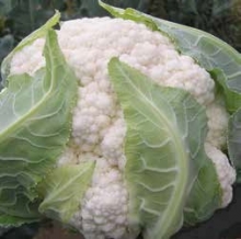 Капуста цветная Амстердам F1 - ООО «Семена Тут»