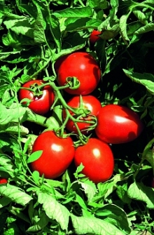 Томат Сурия F1 - ООО «Семена Тут»