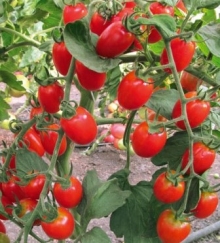 Томат Пейнтбол F1 - ООО «Семена Тут»