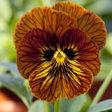 Виола рогатая Тайгер Ай  Ред [100 шт] - ООО «Семена Тут»