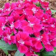 Гвоздика Чиба Виолет [500 шт] - ООО «Семена Тут»