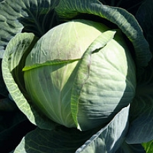 Капуста белокочанная Краутман F1 - ООО «Семена Тут»