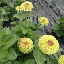 Цинния Квини Лайм виз Блотч [100 шт] - ООО «Семена Тут»