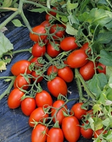 Томат Феномена F1 - ООО «Семена Тут»