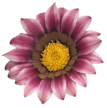 img-1: Газания Зени F1 Пинк [100 шт] - ООО «Семена Тут»