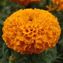 Бархатцы прямостоячие Тайшан Оранж [1000 шт] - ООО «Семена Тут»