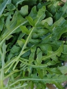 Рукола Гурман - ООО «Семена Тут»