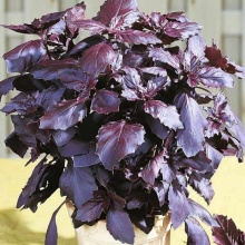 Базилик Рози - ООО «Семена Тут»