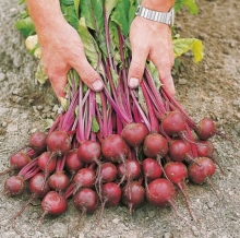 Свекла Экшен F1 [фракция семян: 3,5-4,0 мм] - ООО «Семена Тут»