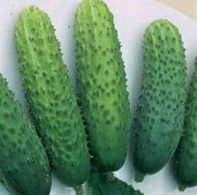 Огурец Купеческий F1 - ООО «Семена Тут»