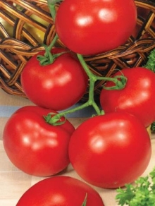 Томат Раиса F1 - ООО «Семена Тут»