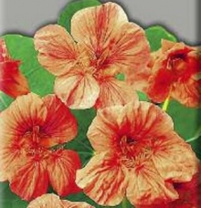 Настурция низкорослая Везувий - ООО «Семена Тут»