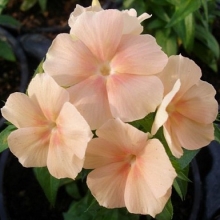 Флокс друммонди Этни Салмон [100 шт] - ООО «Семена Тут»