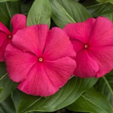 Катарантус Кора Панч [100 шт] - ООО «Семена Тут»