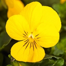 Виола рогатая Эдмаер Еллоу [1000 шт] - ООО «Семена Тут»