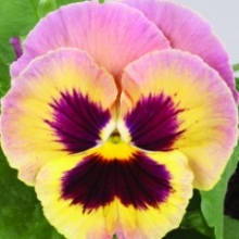 Виола крупноцветковая Маммот Сангрия пунш  [100 шт] - ООО «Семена Тут»