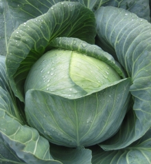 Капуста белокочанная Сторидор F1 - ООО «Семена Тут»