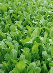 img-1: Рукола культурная (индау) Эврика - ООО «Семена Тут»