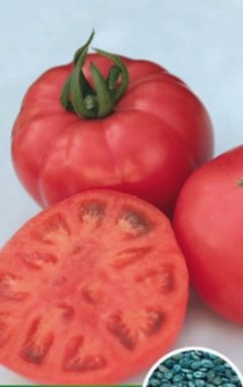 img-1: Томат Ролекс F1 - ООО «Семена Тут»