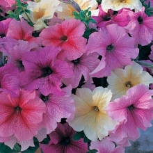Петуния грандифлора Призм Вэнити Фэйр Микс [100 драже] - ООО «Семена Тут»