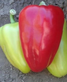 Перец Поло F1 - ООО «Семена Тут»