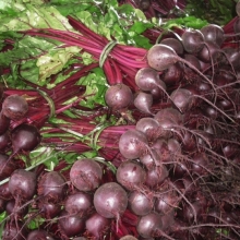 Свекла Ронда F1 [фракция семян: 3,0-3,5 мм] - ООО «Семена Тут»
