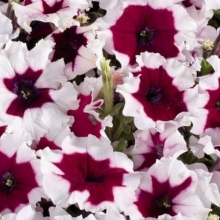 Петуния мультифлора Селебрити Бургунди Фрост [1000 драже] - ООО «Семена Тут»