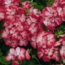 Пеларгония зональная Мультиблум Скарлет Ай [250 шт] - ООО «Семена Тут»