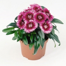 Гвоздика Чиба Парпл Пикоти [100 шт] - ООО «Семена Тут»