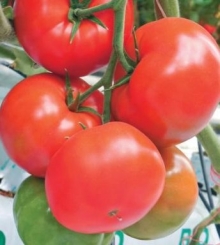 Томат Таганрог F1 - ООО «Семена Тут»