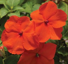 img-1: Бальзамин Акцент Премиум Дип Оранж [1000 шт] - ООО «Семена Тут»