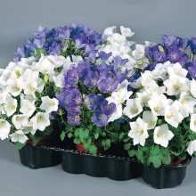 Колокольчик карпатский Клипс Микс [1000 драже] - ООО «Семена Тут»