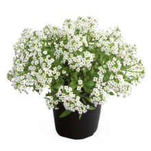 img-1: Алиссум Гига Вайт [1000 шт] - ООО «Семена Тут»