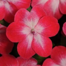 Бальзамин Супер Элфин F1 Ред старберст [500 шт] - ООО «Семена Тут»