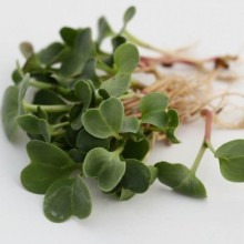 Редис Спринтер МЗ - ООО «Семена Тут»